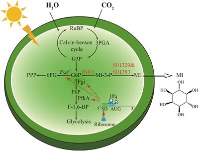 Light-Driven Biosynthesis of myo-Inositol Directly From CO2 in Synechocystis sp. PCC 6803